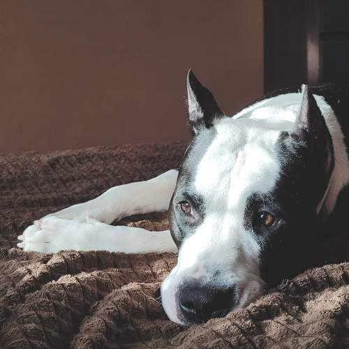 Photo #11806666