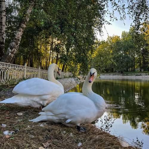 Photo #11807275