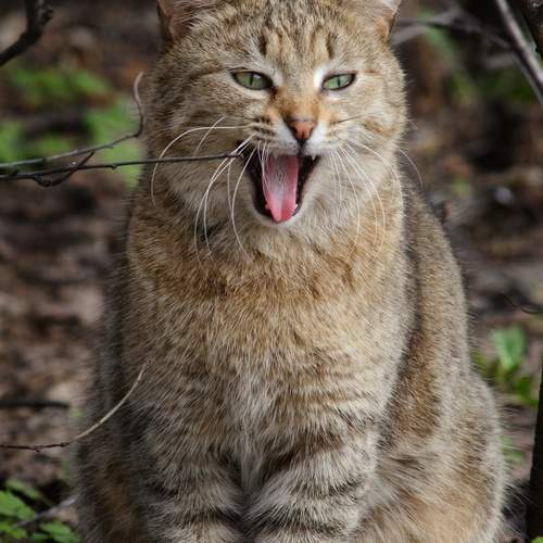 Photo #11807408