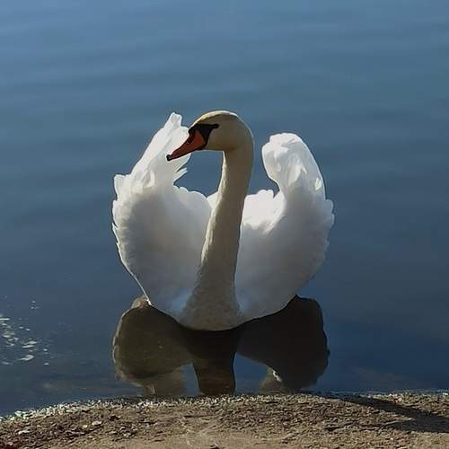 Photo #11807673