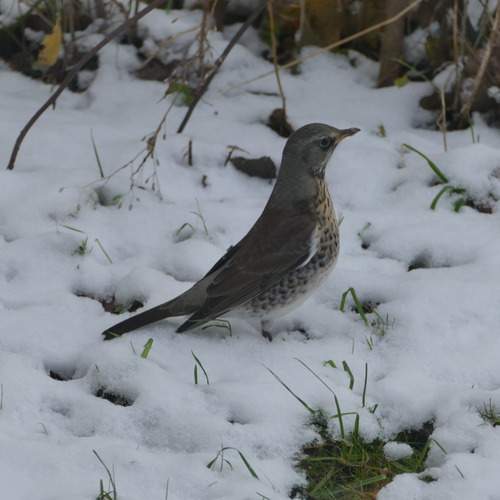 Photo #11807796