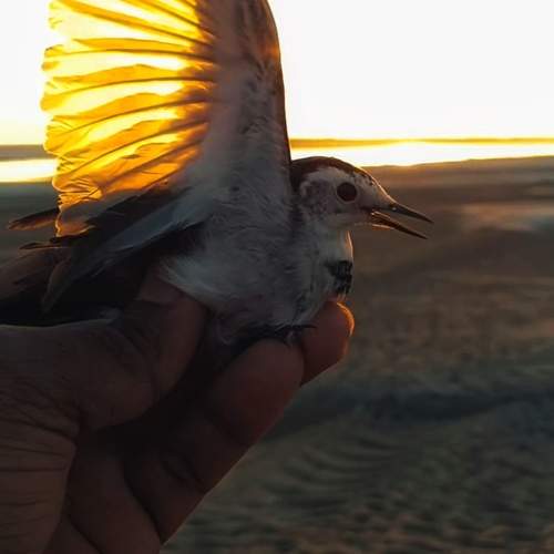 Photo #11807816