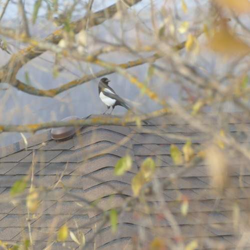 Photo #11807823