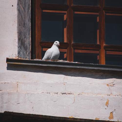 Photo #11808210
