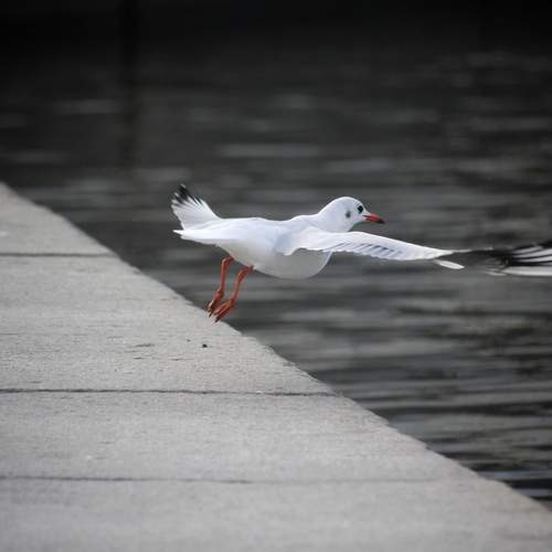 Photo #11808211