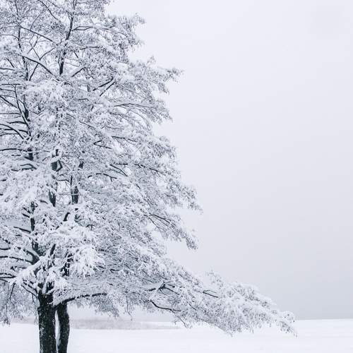 Photo #11808371