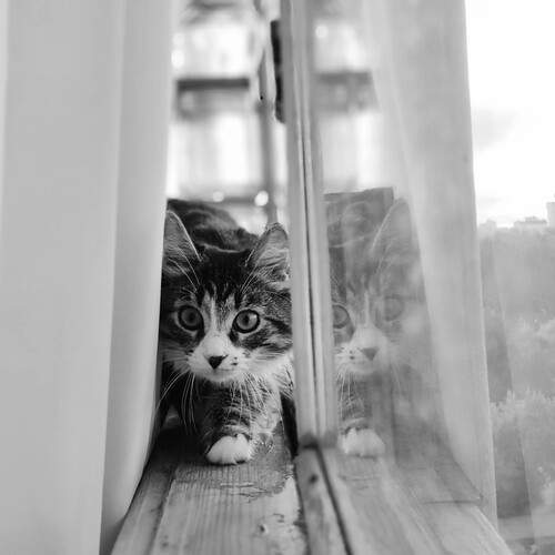 Photo #11808517
