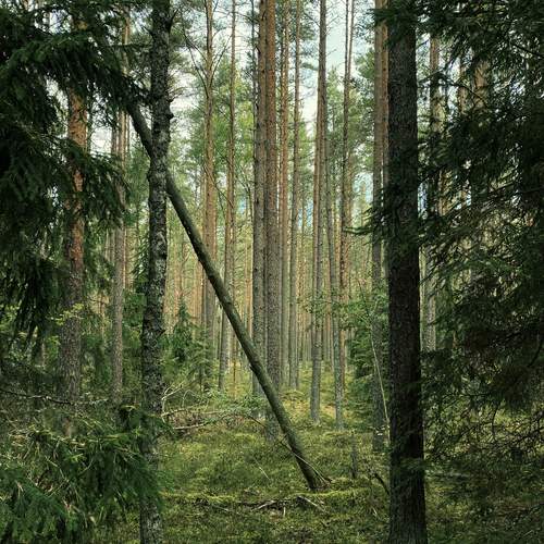 Photo #11809306