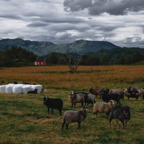 Photo #11809704