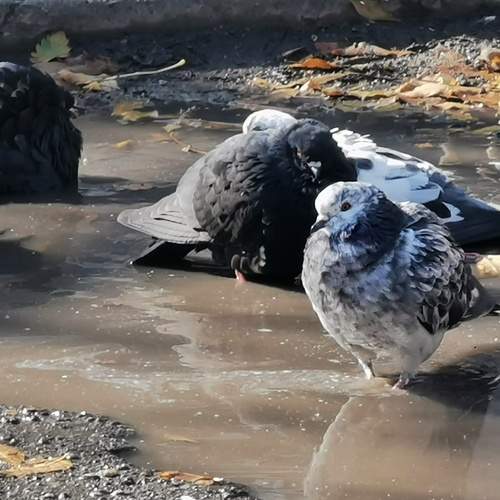 Photo #11810290