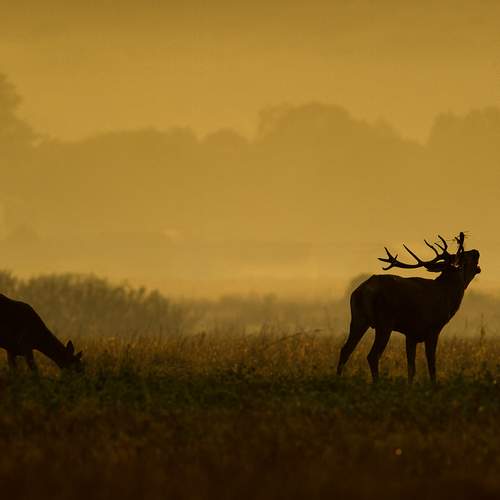 At dawn