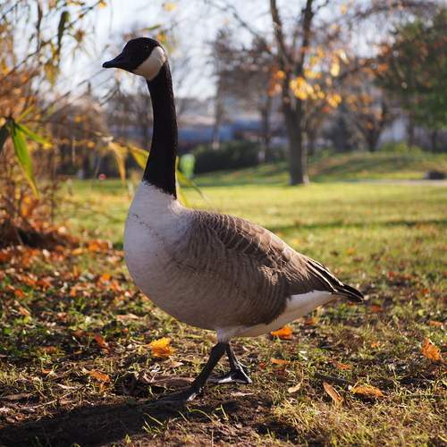 Photo #11811227