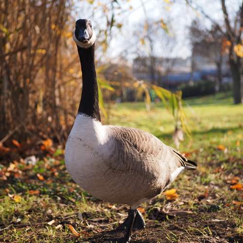 Photo #11811235