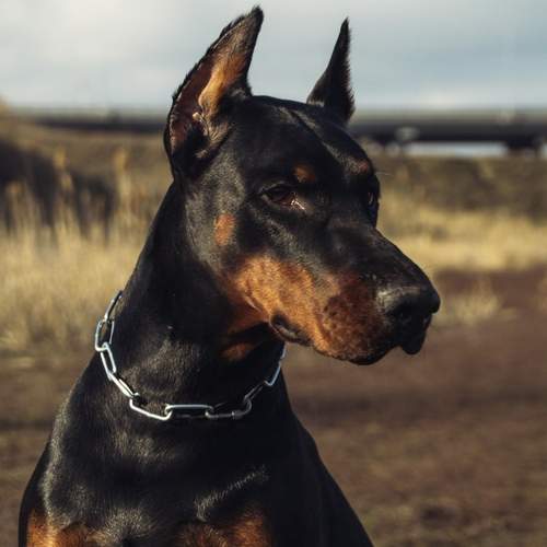 Photo #11811423
