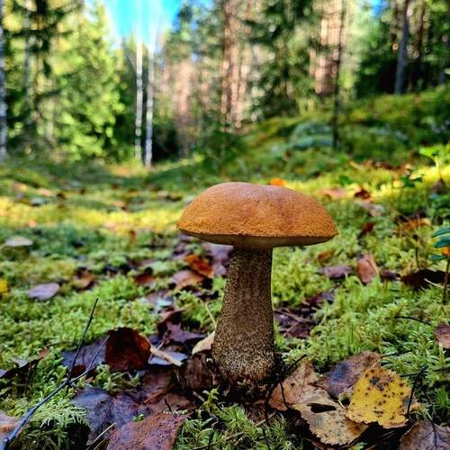 Photo #11811440