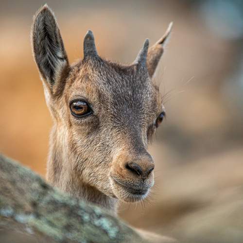 Photo #11811696