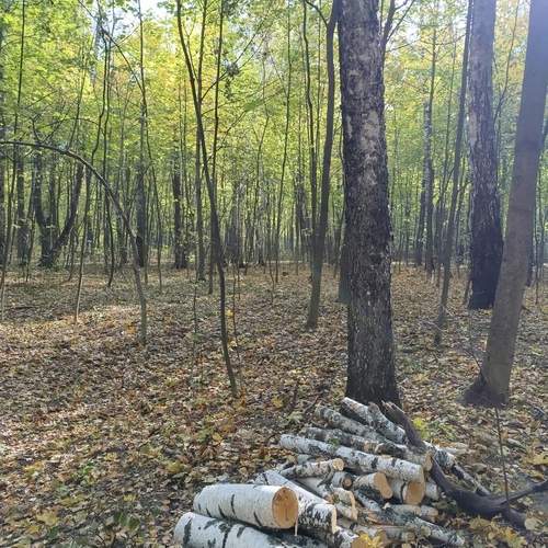 Photo #11811804