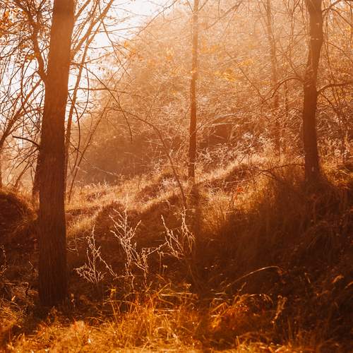 Photo #11812002
