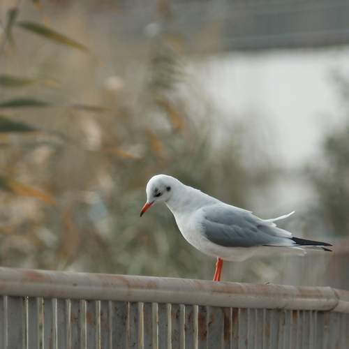 Photo #11812256
