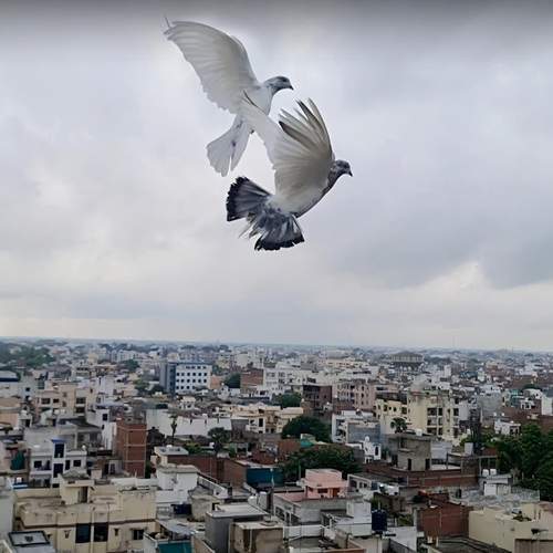 Photo #11812434