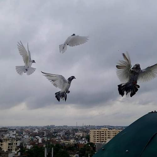 Photo #11812436