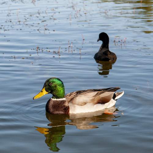 Photo #11813047