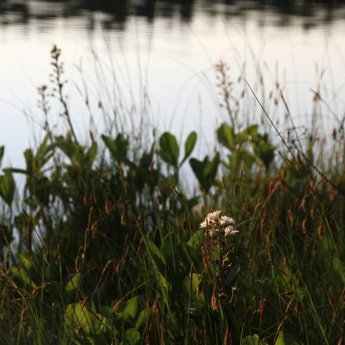 Photo #11814090