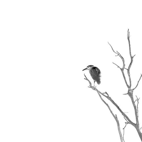 Photo #11814542