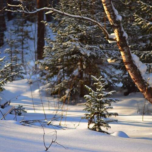 Photo #11814685