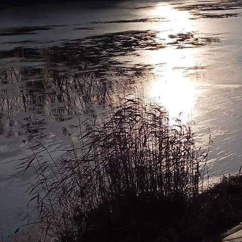 Photo #11815255