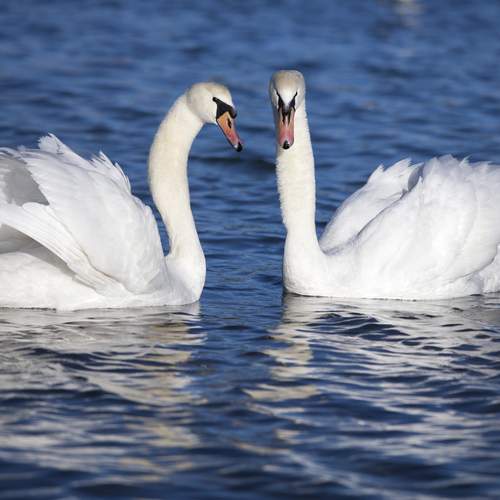 Лебединая верность