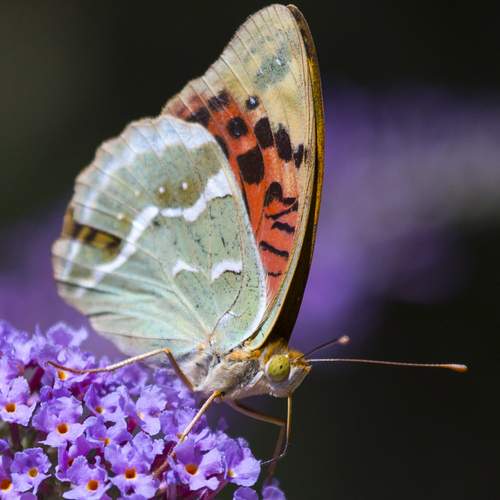 Яркие мгновения жизни.