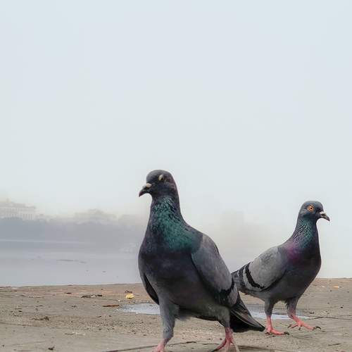 Pigeon their ways