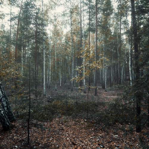 Photo #11818026