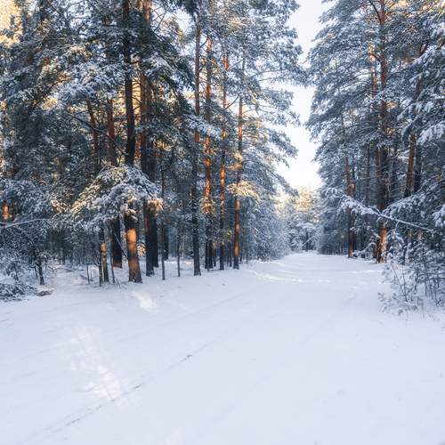 Photo #11818039