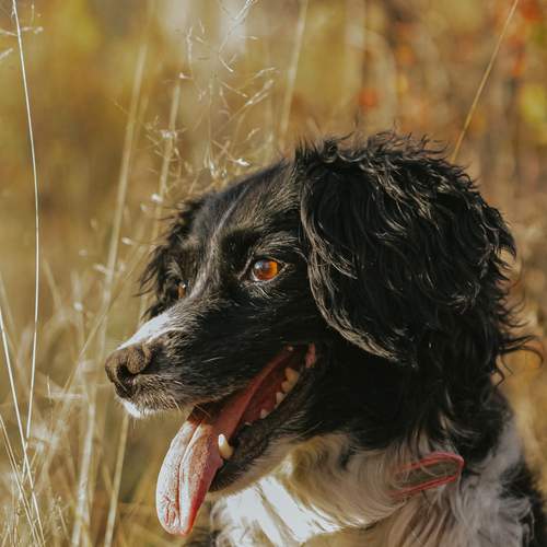 Photo #11818127