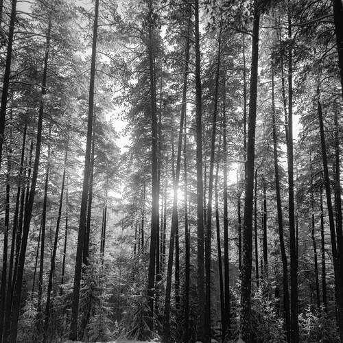 Photo #11818190