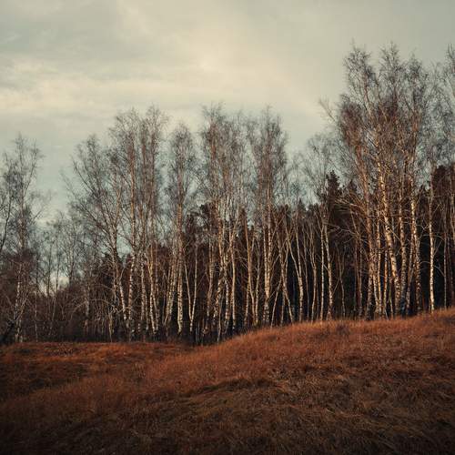 Photo #11818297