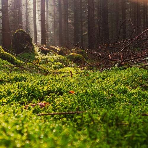 Photo #11818741