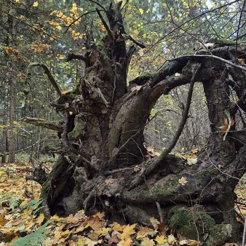 Photo #11819161