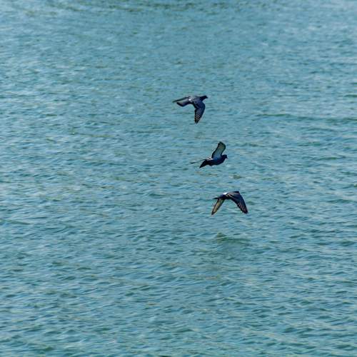 Photo #11819514