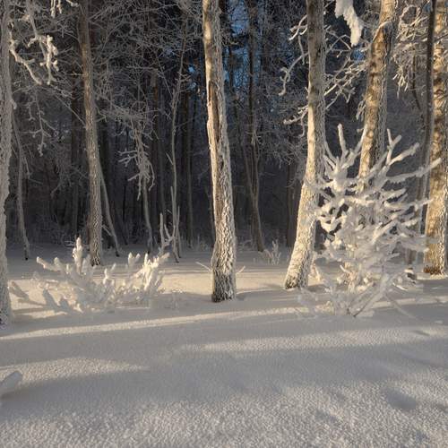 Photo #11820221