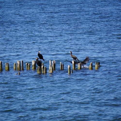 Photo #11820259