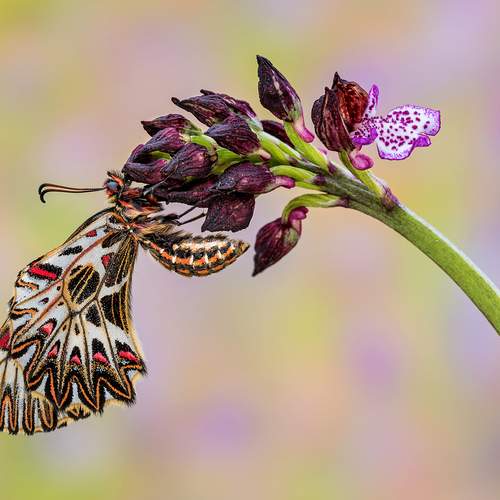 Zerynthia polyxena (Denis & Schiffermüller, 1775)