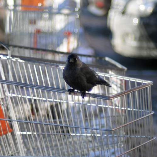 Photo #11820365