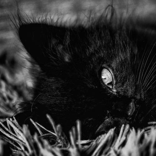 Photo #11820435