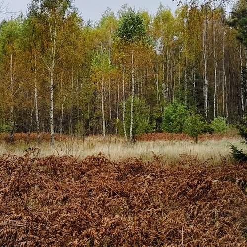 Photo #11820551