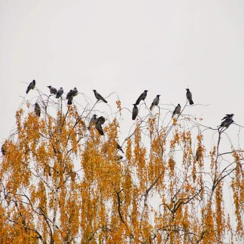 Photo #11820613