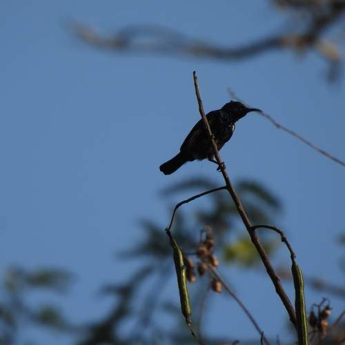 Black sun bird
