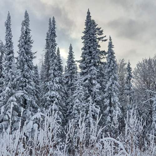 Фотография #11821533